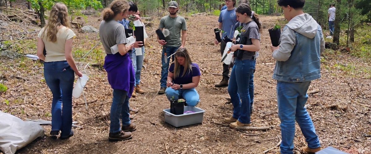 American Chestnut Tree Restoration Project